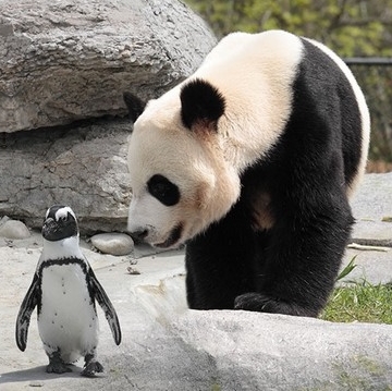 Сравнение Panda и Penguin